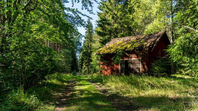 An abandoned old cabin in a forest.