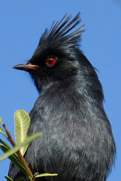 a black bird with brilliant red eye seen in profile rocking a high rockabilly-style feather coiffure.