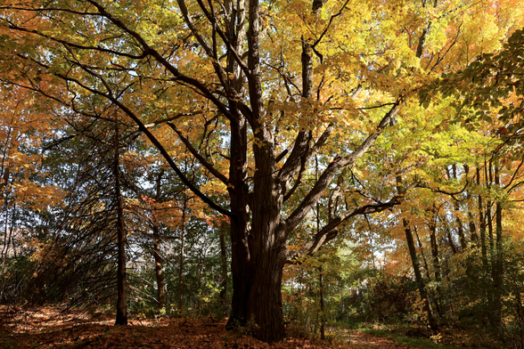 This is an autumn season photo taken in landscape format of a mature deciduous tree with leaves in beautiful colour.  The tree's truck is large and it's branches rise majestically upward and outward. The leaves range in colour from yellow to orangish. The sunlight on this day produced a backlighting effect so the colours really "pop".  It was taken during a hike in a mature forested area. Many fallen leaves cover the ground as well as the trail's surface. Shadows from the branches can be seen on the ground. The frame is filled with the tree's branches with only glimpses of the sky coming through.