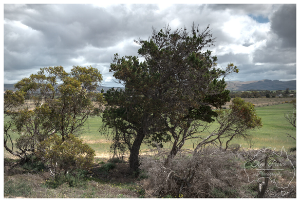 A landscape photo dominated by a cluster of gnarled, dark green and olive trees in the foreground, surrounded by low dry brush.

Beyond the trees, a bright green field stretches to the base of hazy, low lying hills in the distance.

The sky above is dramatic, filled with heavy, dark grey storm clouds, creating a moody atmosphere.
