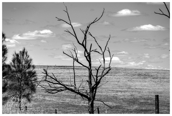 A black and white landscape photograph featuring a dead, leafless tree dominating the centre of the frame, its gnarled branches reaching upward.

The tree stands in a gently rolling, grassy field, with a young, leafy tree visible to the far left. A faint barbed wire fence runs along the bottom.

The background consists of smooth, low hills under a partially cloudy sky, which provides a stark, bright backdrop to the dark silhouette of the tree.