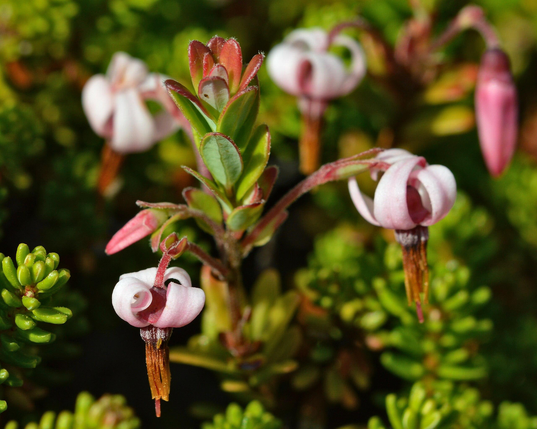 A photo of a cranberry plant with several pink flowers.