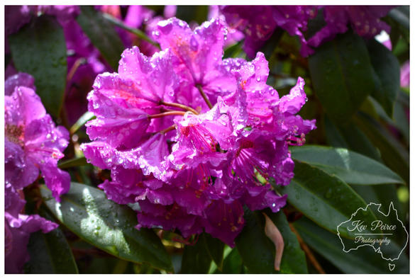 A close up photograph of a cluster of bright magenta/purple Rhododendron flowers, heavily sprinkled with clear droplets of water (dew or rain).  The ruffled petals are wet and reflect the sunlight. The flowers are surrounded by deep green, glossy leaves, and the bottom right corner of the image is signed 'Kev Peirce'.