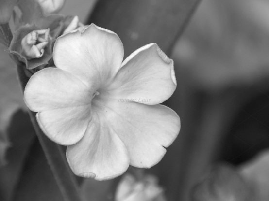 Flower, closeup, black and white, photo