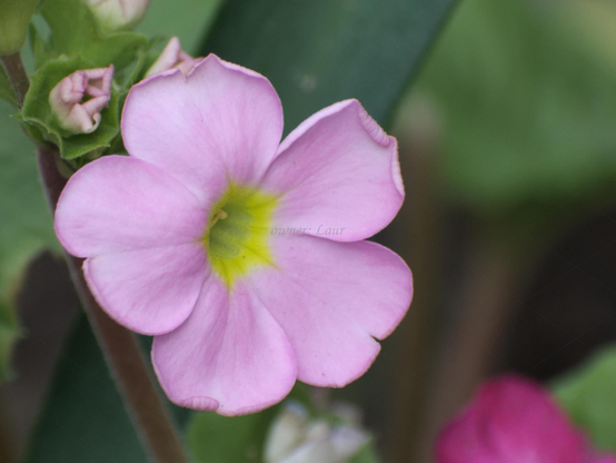 Flower, closeup, color, photo