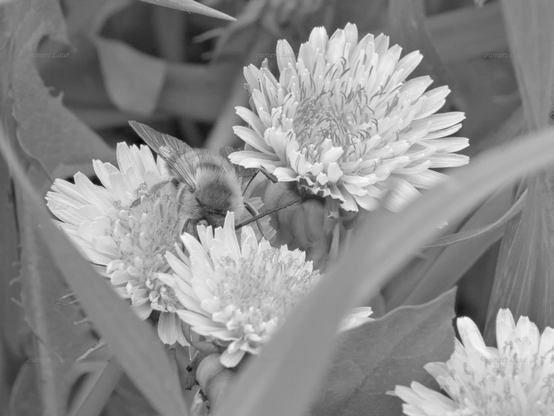 Nature, bee, flowers, closeup, black and white, photo