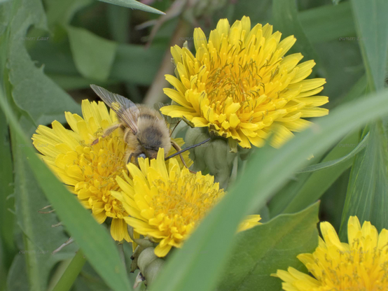 Nature, bee, flowers, closeup, color, photo