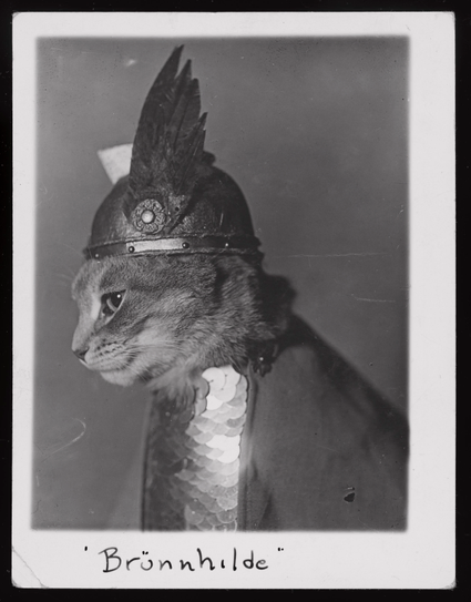 une chatte portant armure et casque ailé, en vierge guerrière de la mythologie nordique, appartenant au groupe des Valkyries, fille d'Odin et d'Erda (déesse primitive, personnification de la terre-mère et de la sagesse universelle)