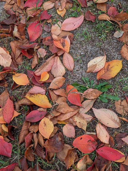 鮮やかな赤から薄茶、黄色まで色とりどりの桜の落ち葉が散らばっている。