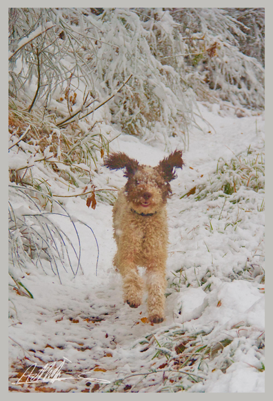 a small brown and white dog is running towards the camera along a snowy road, his brown ears are flapping as he runs.