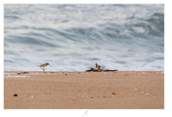 A photo in landscape format - perspective slightly above the ground, view across the sand of a beach. A small bird with a white belly and sandy brown back stands some distance away in the left quarter of the image, slightly in front of the "horizon" formed by the sand against the background. A few meters to the right of the bird lies wet driftwood. In the blurred background, a gray-blue wave rises to break on the beach.

AI disclaimer: Using my work, its meta data, written or derived description to create media with or train AI based systems is prohibited.
