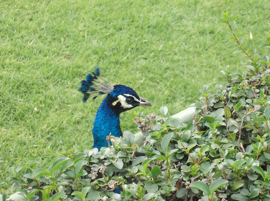 A peacock pops up from nowhere, insisting on the spotlight in every shot.
Photograph by M. Gax