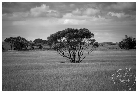A black and white landscape photograph showing a solitary, bushy Australian native tree with a wide, rounded canopy positioned centrally in a vast field of tall, dark grass or crops.  The background features a line of more distant trees and is topped by a dramatic sky filled with layers of dark, textured clouds.