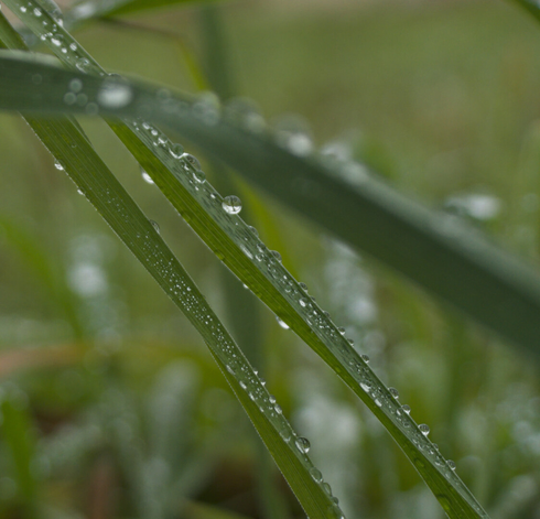 Waterdropplets on grass