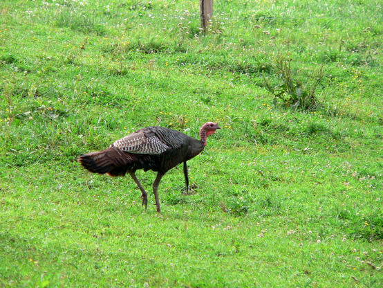 A wild turkey walks among green grass and wildflowers