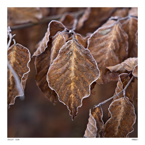 Une feuille de hêtre gelée. D'autres feuilles à l'arrière plan.