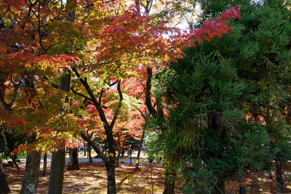 杉っぽい針葉樹の奥に見える、日差しを受けたモミジの紅葉。/ 2025.11.23 天龍寺・境内から