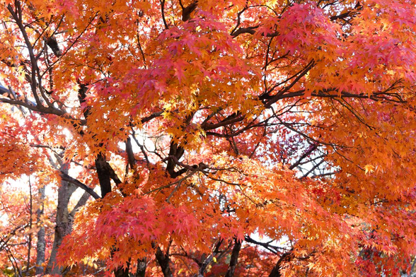 ややを上を見上げただけで真っ赤なイロハモミジの紅葉が一面に広がる。/ 2025.11.23 天龍寺・境内から