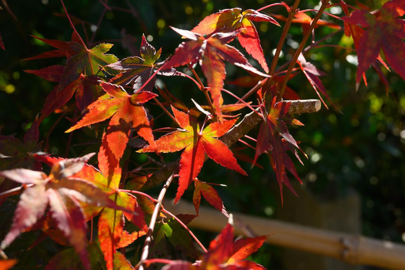 竹で作られた作を乗り越えたイロハモミジの紅葉。中央の葉が部分的に日を受けている。/ 2025.11.23 天龍寺・慈済院から