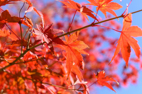 青空とイロハモミジの紅葉。/ 2025.11.23 天龍寺・境内から