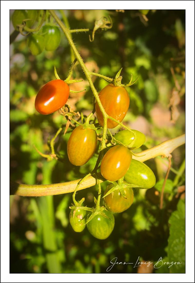 A close, sunlit study of a tomato cluster: several small, oval fruits hang together on a slender, slightly hairy vine. Color moves through the image — glossy green berries at the bottom, a warm yellow-orange in the middle, and a single deeper red-orange fruit near the top — showing ripening stages in one compact composition. The skin of each fruit catches the light, giving tiny highlights and a smooth, slightly waxy texture; the dried green calyxes are still visible where each fruit joins the stem.
The frame feels intimate and immediate: a diagonal stem threads through the picture, leading the eye along the cluster against a soft, out-of-focus backdrop of foliage. The warm, golden light (late afternoon or “golden hour”) bathes the scene, enriching the oranges and greens and creating a peaceful, summery mood. 
Symbolically and culturally, the image speaks of growth, patience and harvest — the visual progression from green to red is a simple, universal cue of maturation and readiness. In culinary and garden culture, such clusters suggest home-grown abundance and the small, satisfying joys of picking and eating fruit straight from the vine.
A brief scientific note: the color shift reflects biochemical changes as the fruit ripens — chlorophyll breaks down and pigments like carotenoids (e.g., lycopene, beta‑carotene) accumulate, turning the skin from green to yellow, orange and red. 