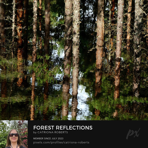 Coloured photograph featuring the design-

Forest Reflections of the Scottish Highlands.

I took this photo during a lovely summer nature walk through the Scottish Highlands. 

Features reflections of tall Pine trees creating an almost abstract play of light and shadow on a rippling water surface. 

The distortion from the water adds an intriguing and mysterious element to the forest scene.

Click links on the main post for options.
