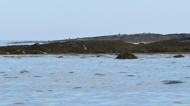 A photo of small islands covered in seaweed. There are many birds on the islands. The sky is a hazy blue.