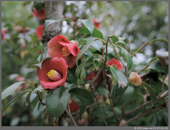 Flowers in Daeheungsa, Haenam, Jeollanam-do, Korea.