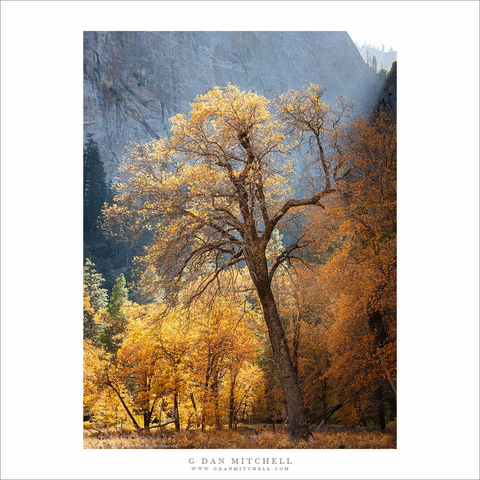 Yosemite Valley autumn oak trees