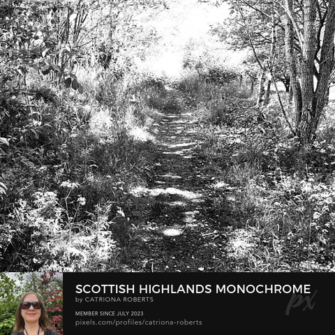 Above monochrome photograph featuring the design- 

Scottish Highlands Monochrome Nature Trail.

Lower left design on a Canvas Print on a bathroom wall. 

Lower right design on a Canvas Print on an exhibition wall.

I took this photo ( using a creative monochrome filter which gives a grainy effect when enlarged) during a lovely summer nature walk through the Scottish Highlands. 

Features a narrow single track passing through a vibrant Birch forest, flanked by tall trees and dense foliage. 

The sunlight filters softly through the leaves. 

Mockups combined in a grid format in canva.com 

Click links on the main post for options.

