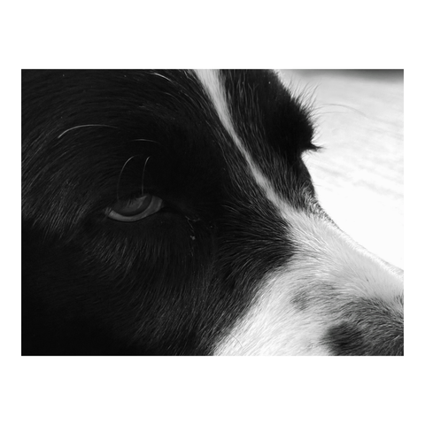 A close-up of a dog's head, looking blasé. (Version françæ) Grox plan sur læ tête d’æn chiæn al regard blasæ.