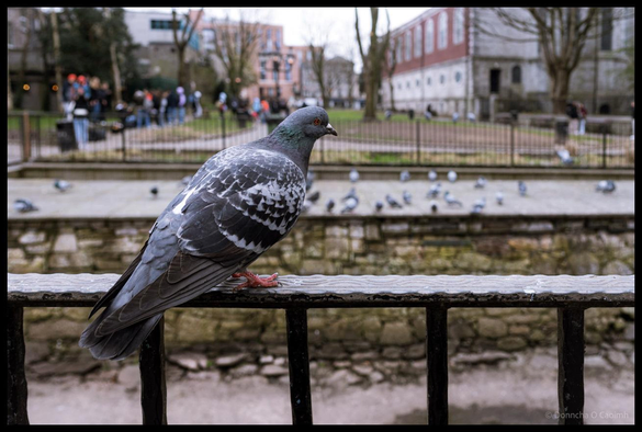 Close-up photograph of a grey and white pigeon with red feet perched on a metal railing overlooking what is the old city wall with scattered pigeons on the water and wall, bare trees, park benches with blurred visitors, period buildings including a red-brick structure in the background, taken at Bishop Lucey Park Cork.