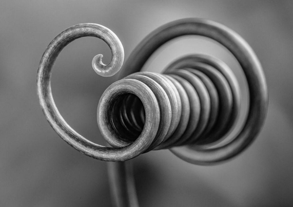 Black-and-white macro image of two looping passion fruit tendrils forming elegant spirals, captured in sharp detail with a soft blurred backdrop.