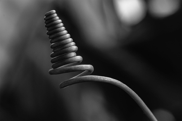 Monochrome close-up of a passion fruit tendril twisting upward into a stacked, conical spiral, set against a smooth, out-of-focus background.