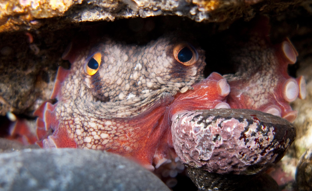a small octopus stares into the lens, in it's tentacles it is holding a rock.