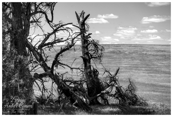 A highly textured, dark black and white photograph focusing on a dense thicket of gnarled, dead, and twisted tree trunks and branches in the foreground, creating a chaotic and powerful composition.

A portion of a living, textured tree trunk is visible on the far left. The stark silhouettes of the wood contrast sharply with the expansive, open grassy field that stretches flatly to the horizon under a bright sky with scattered clouds.