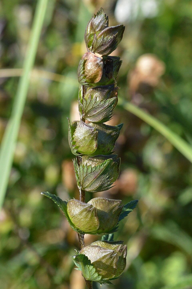 A photo of rattle plant viewed from the side.