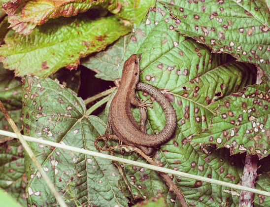 Film photo of a lizard sitting on a green leaves. Leaves are covered in some strange dots, either from acid rain or from some kind of plant infection.
