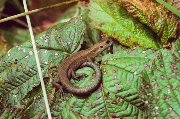 Film photo of a lizard sitting on a green leaves. Leaves are covered in some strange dots, either from acid rain or from some kind of plant infection.