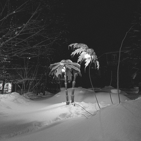Black and white photography, winter, garden, palm figure