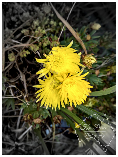 Close up image of two bright yellow, spiky petalled flowers with greenish yellow centres, intensely focused against a desaturated (monochrome or black and white) background of dry leaves, stalks, and greenery.