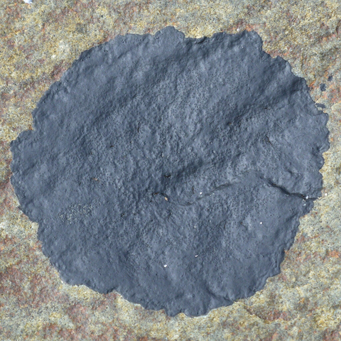 A photo of a dark circular patch of lichen on a rock.