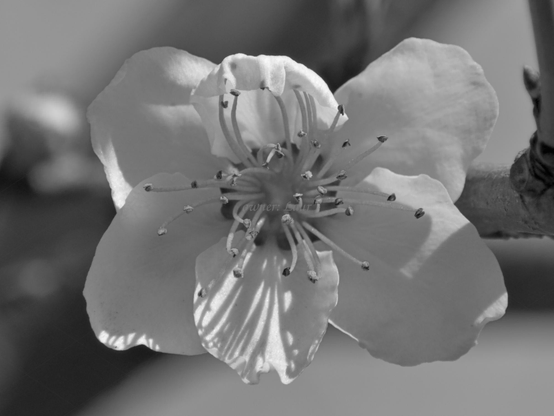 Flower, closeup, black and white, photo