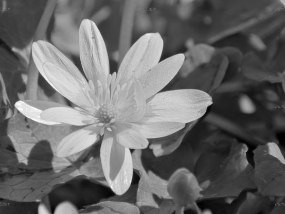 Flower, closeup, black and white, photo