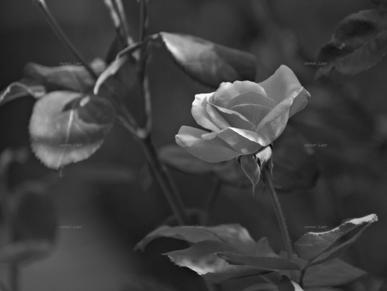Rose, closeup, black and white, photo