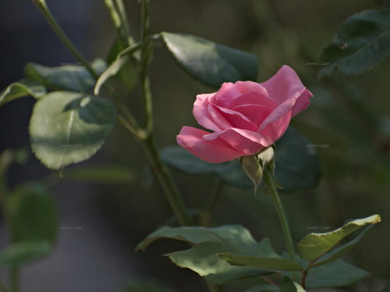 Rose, closeup, color, photo