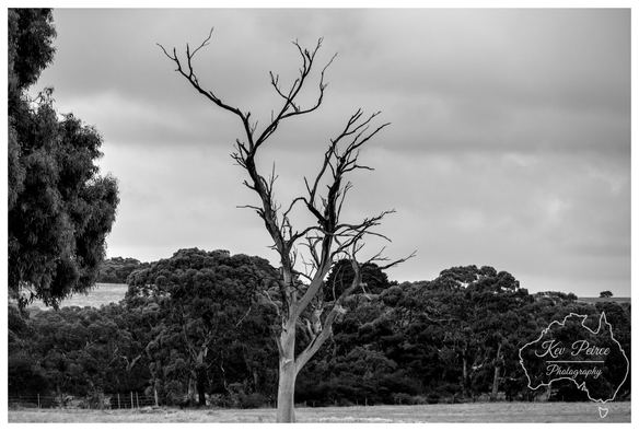 A black and white photograph featuring a dead, leafless tree with prominent, jagged branches standing centrally in an open field.  Dark, dense foliage forms the background under a cloudy, dramatic sky.