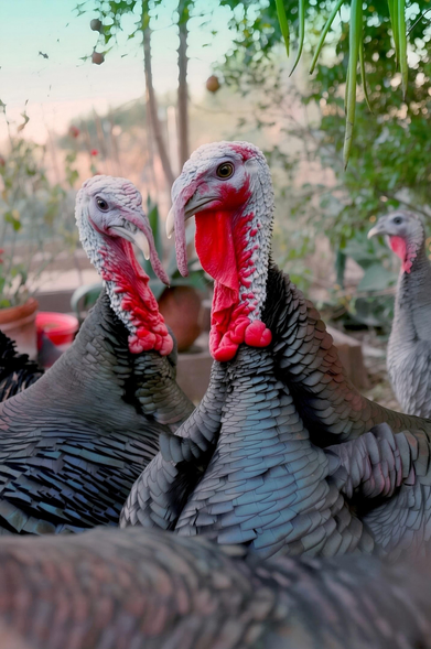 Narragansett turkeys
Photograph by Ruth Caron, 2016.
Eyes burning with perilous defiance. These are not the Thanksgiving turkeys you're looking for.