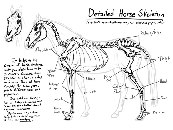 A page depicting a horse skeleton with labels.