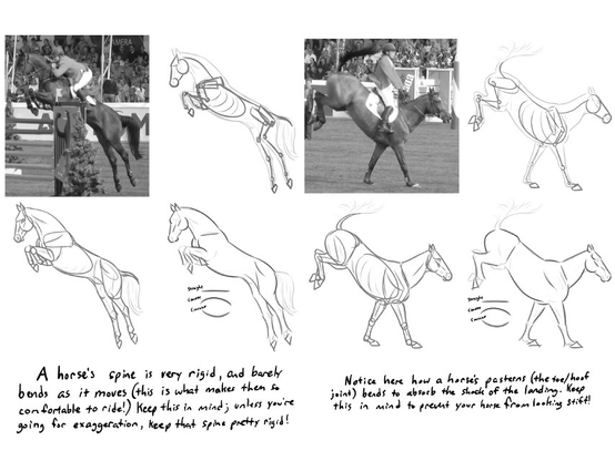 A page showing how to analyze horse anatomy from reference photos.